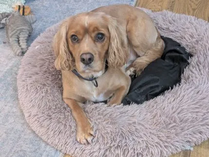 Happy Pups Home Boarding, Bridgend - Photo 1 of 3