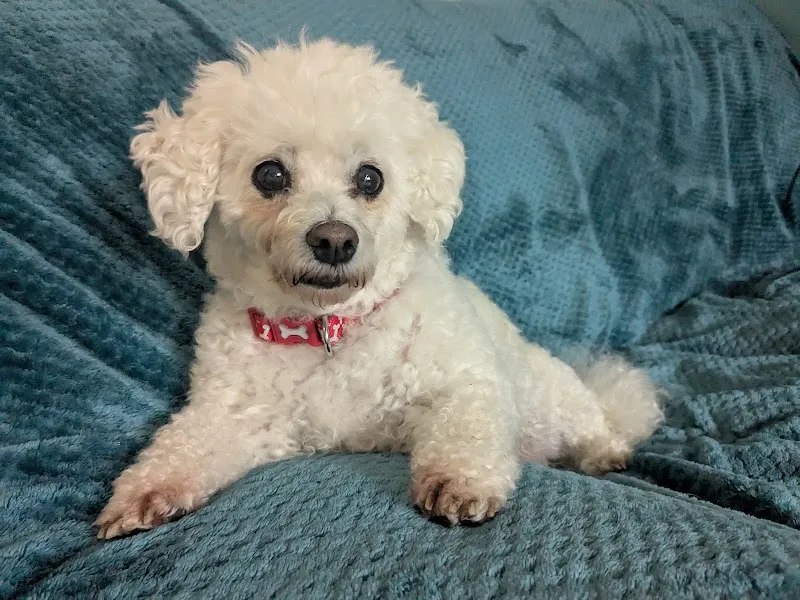 Happy Pups Home Boarding