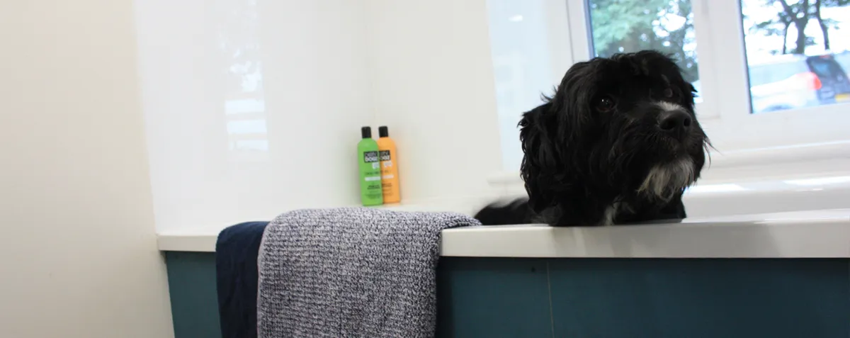 Higher Brookhouse Kennels, Buxton - Photo 2 of 5