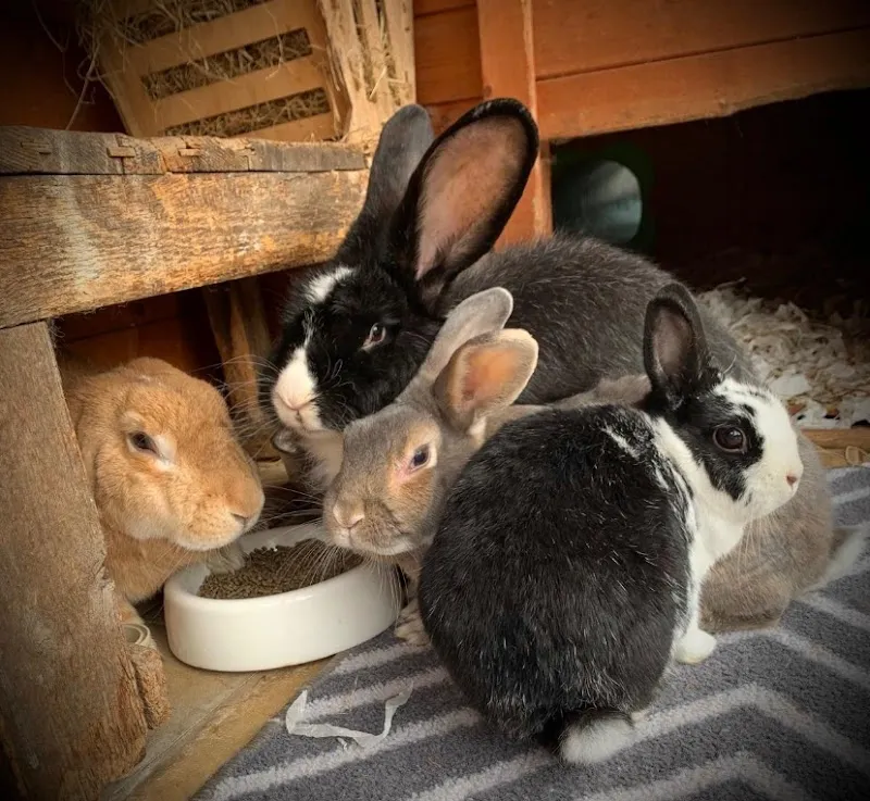 The Bunnery Faversham