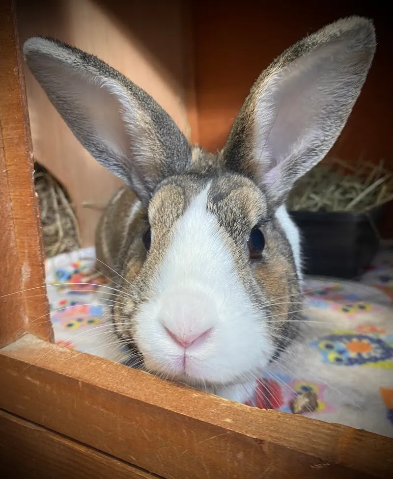 The Bunnery Faversham