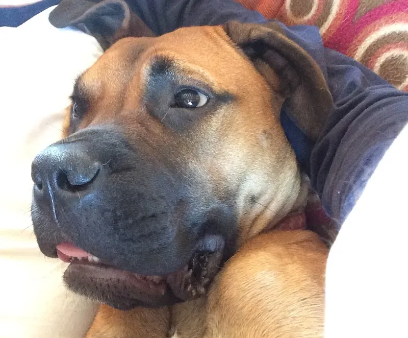 Ledbury Lodge Kennels