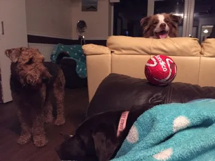 Padifoot Pet Care, Swanley - Photo 1 of 2