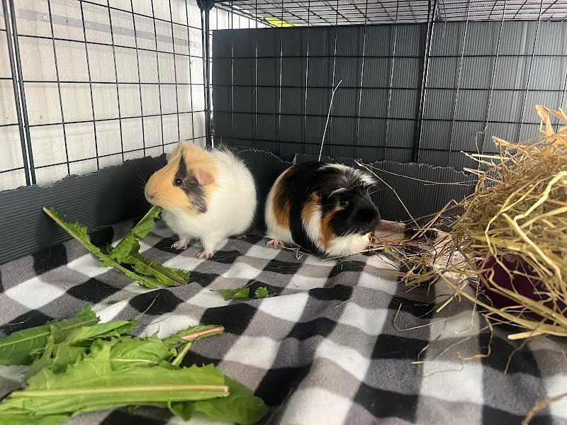 Small Animal Boarding St Helens