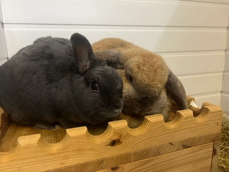 Small Animal Boarding St Helens