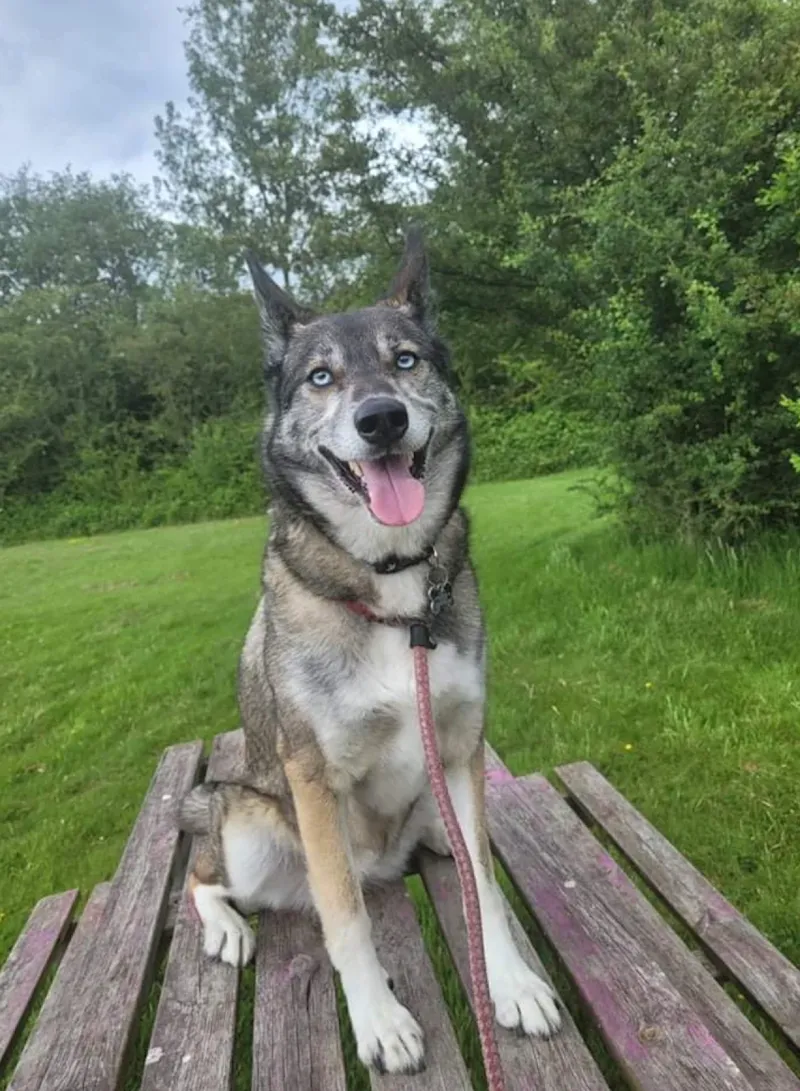 Oakenshaw Boarding Kennels & Cattery