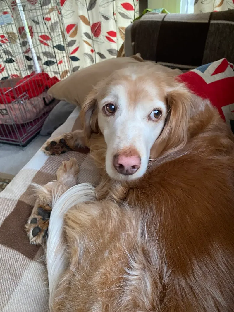 Oakenshaw Boarding Kennels & Cattery