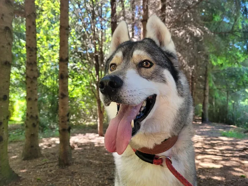 Oakenshaw Boarding Kennels & Cattery