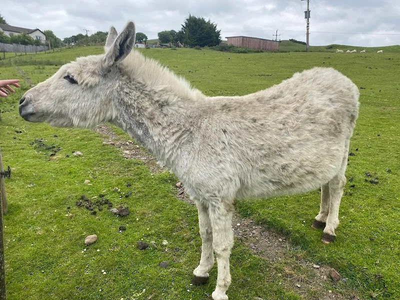 Hilltop Boarding kennels