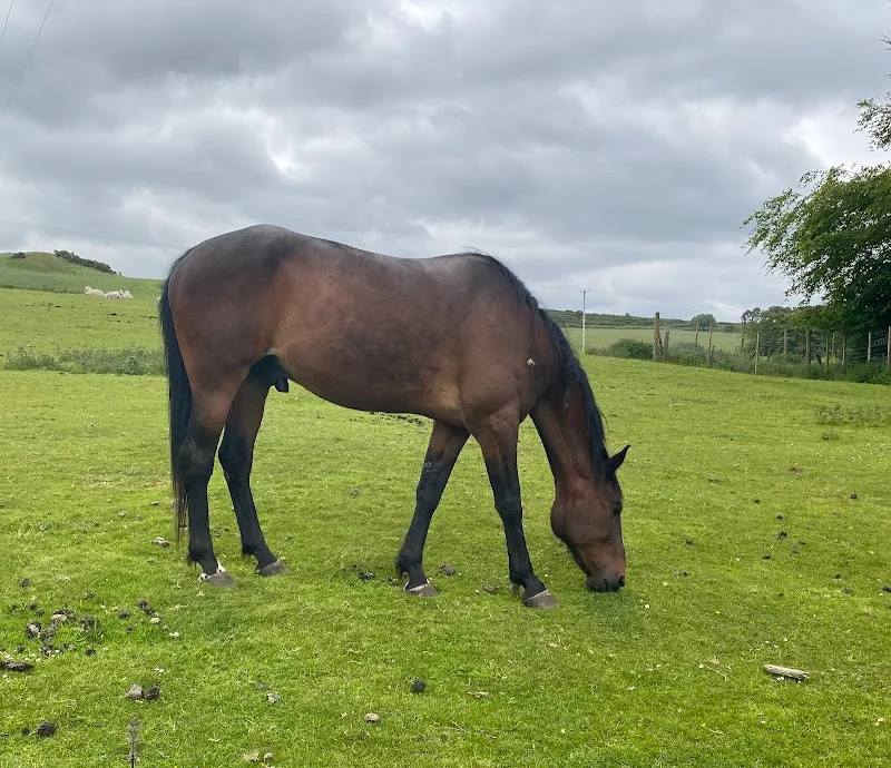 Hilltop Boarding kennels
