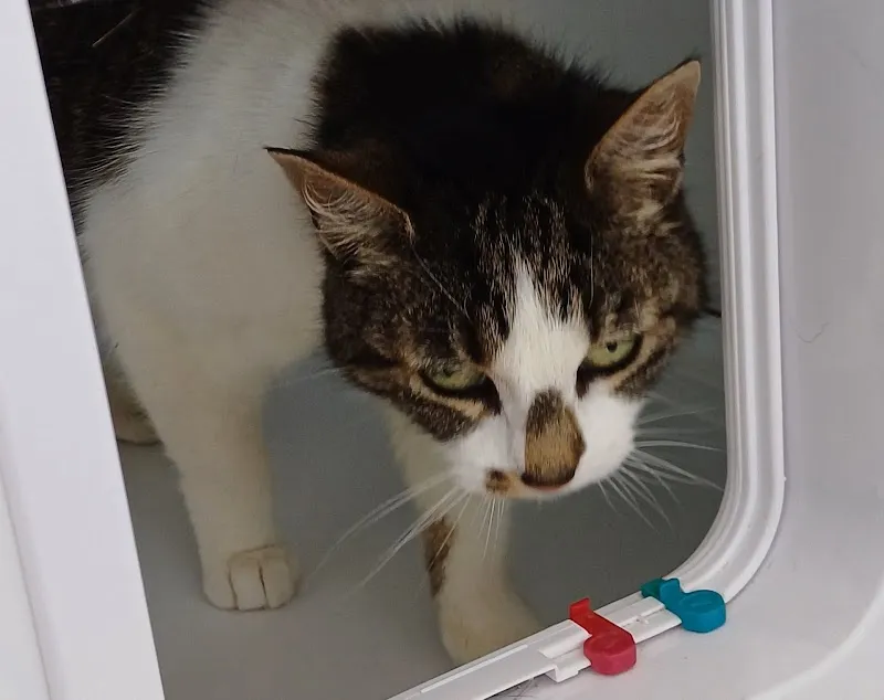 Threethorne Boarding Cattery