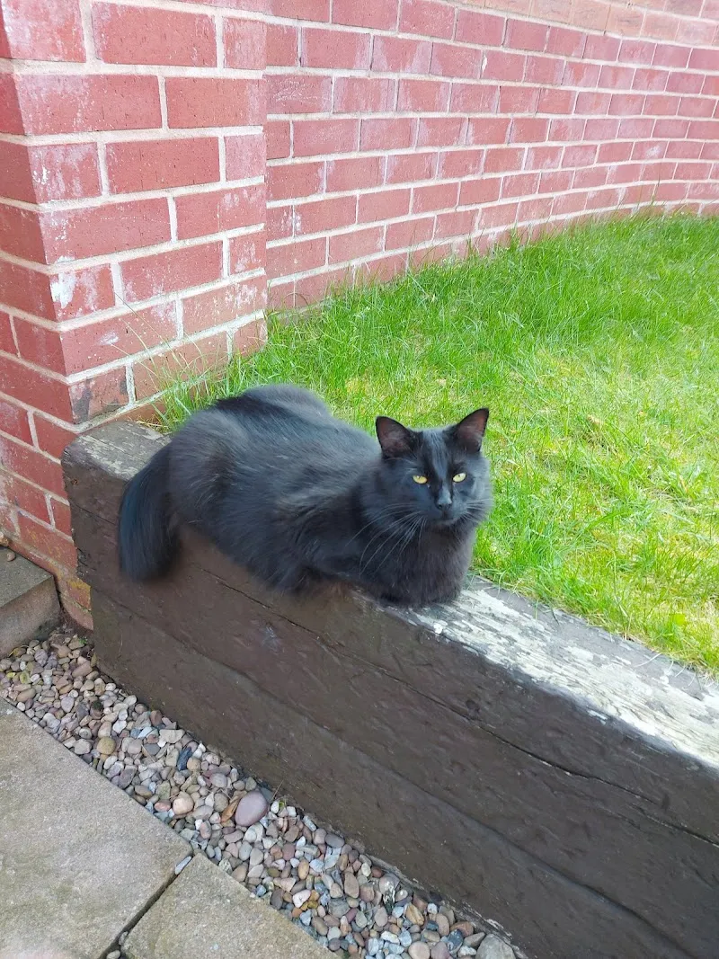 Threethorne Boarding Cattery