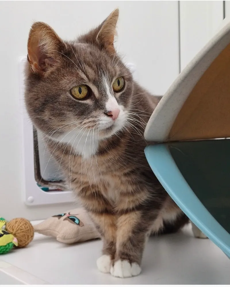 Threethorne Boarding Cattery