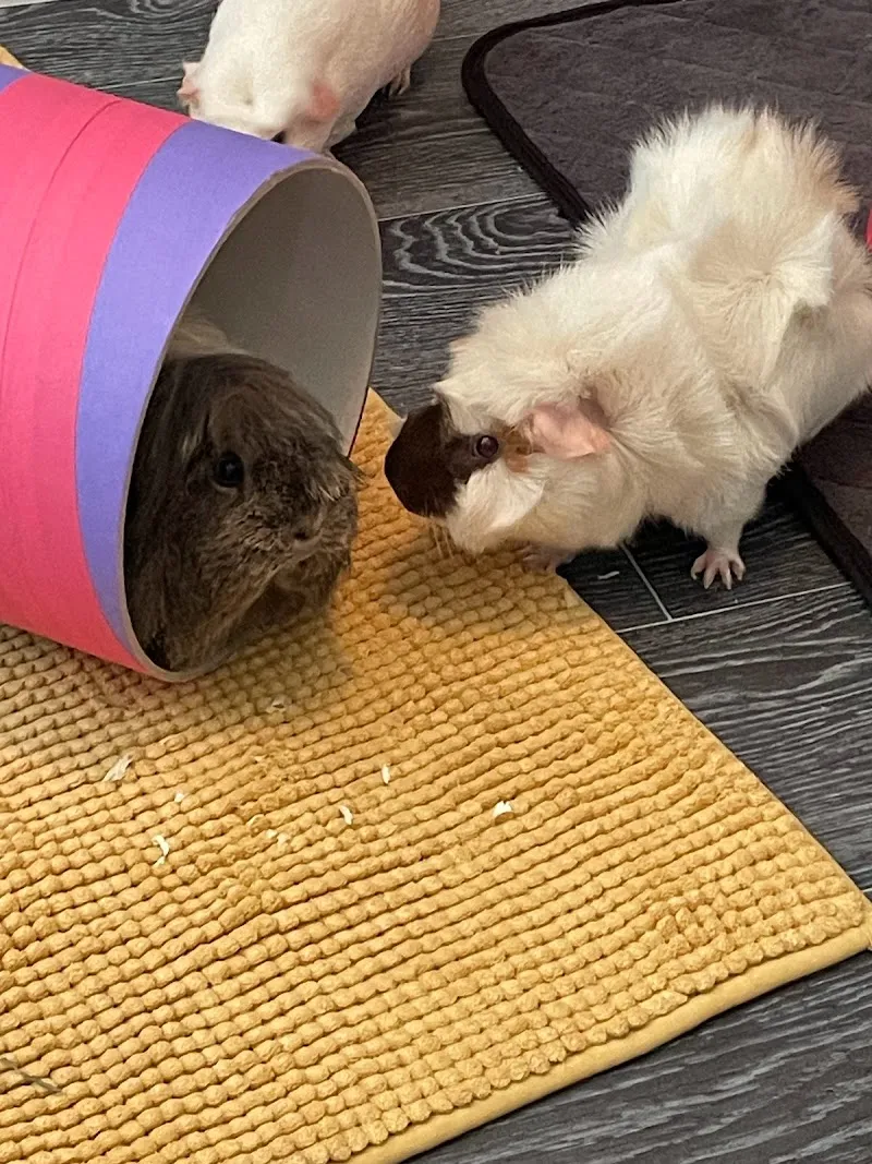 The Sanctuary: Small Pet Boarding