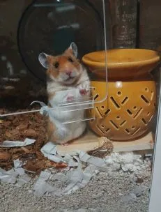 Hamadale Lodgings Small Pet Boarding, Bathgate