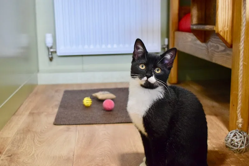Tudor House Luxury Cat Hotel