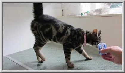 Bardsley Fold Farm Cattery, Oldham - Photo 1 of 4