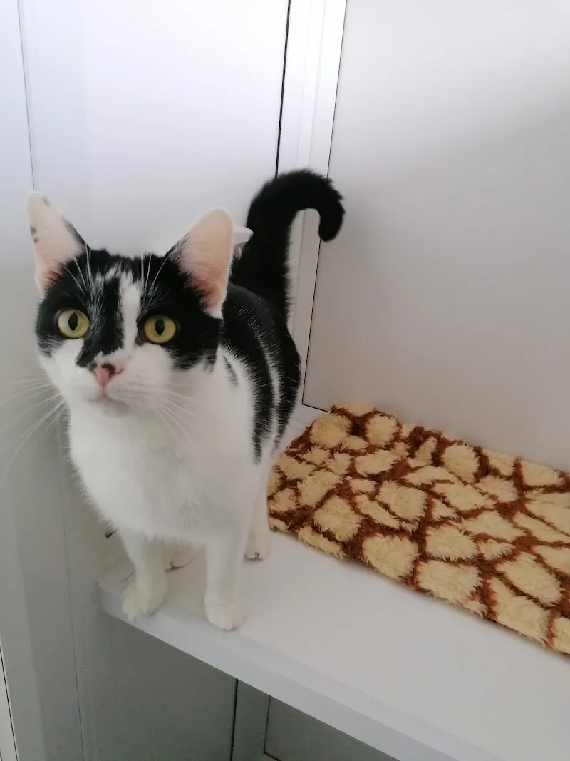 High Peak Cats Lodge