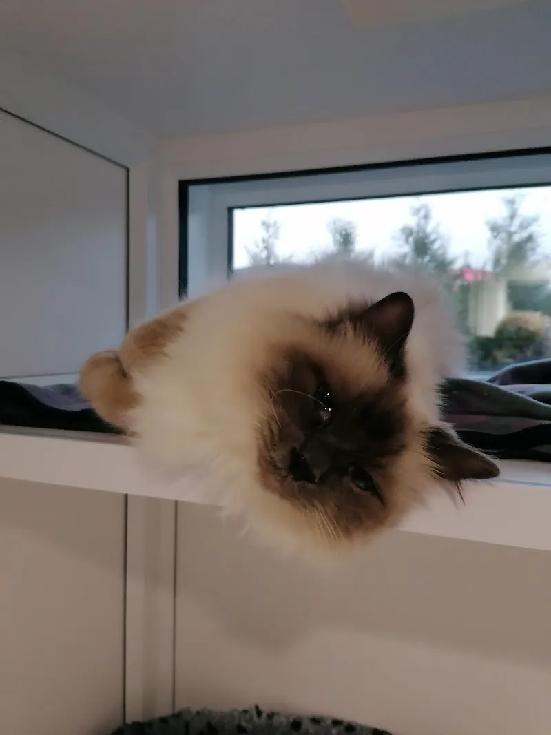 High Peak Cats Lodge