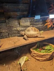 Bunny Manor Hotel at Lizzie's Farm, Bromsgrove