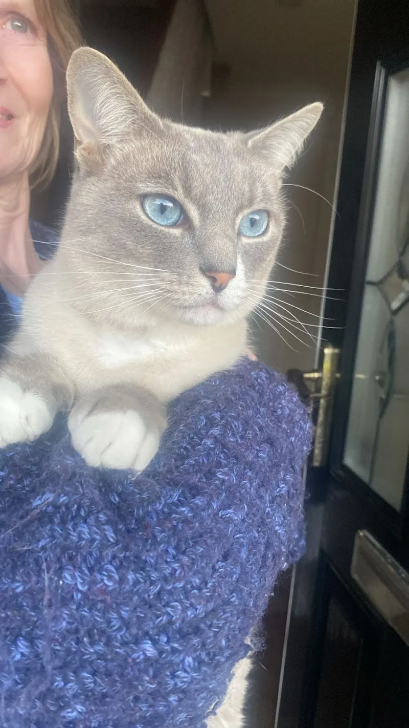 Cosy Cat Club - Cattery & Cat Lodgings in Warwickshire