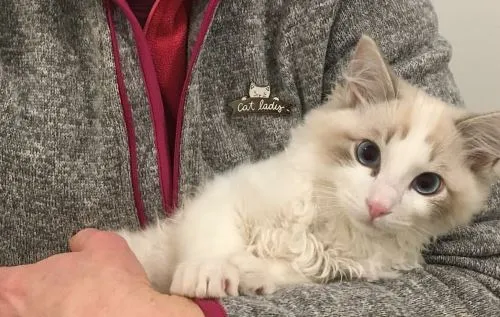 The Wee Farm Cattery