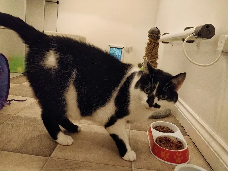 The Wee Farm Cattery