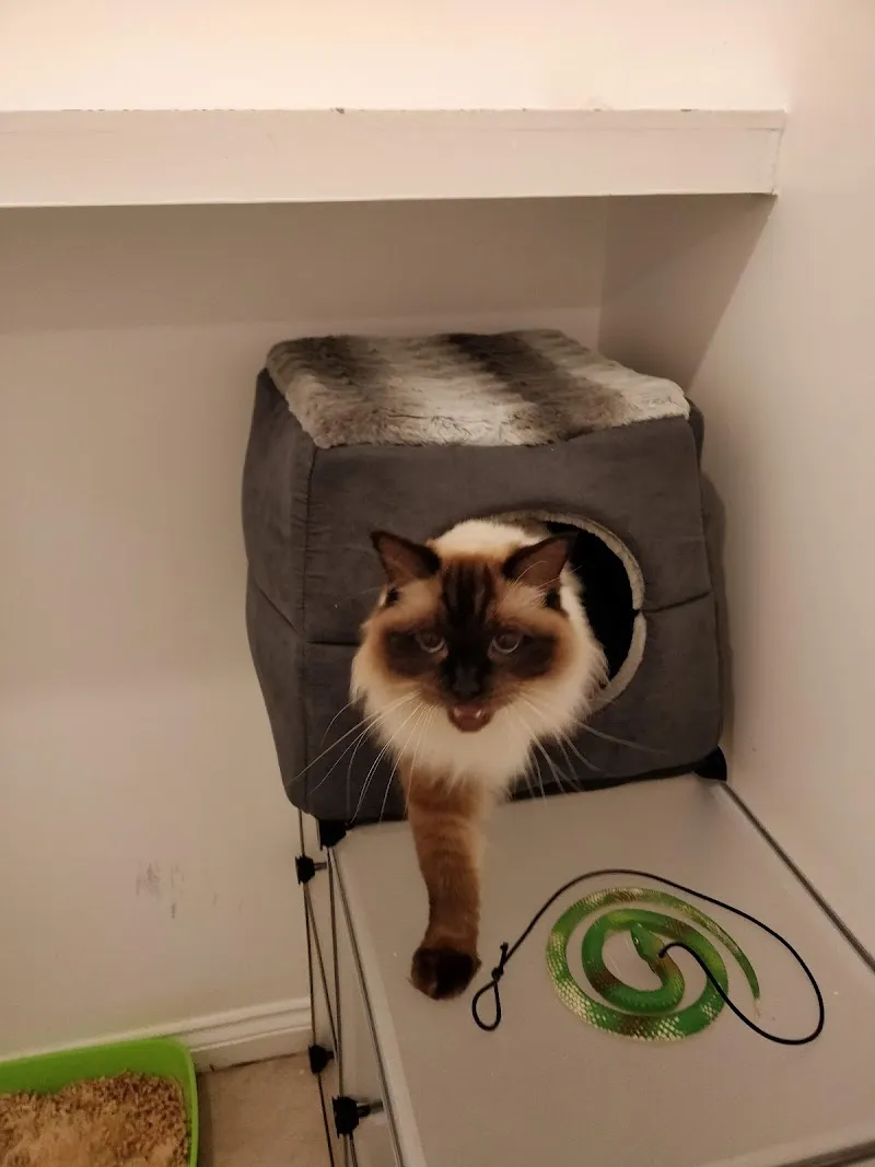 The Wee Farm Cattery