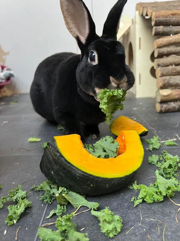 Langney Lodge Rabbit & Guinea Pig Hotel, Eastbourne - Photo 3 of 3