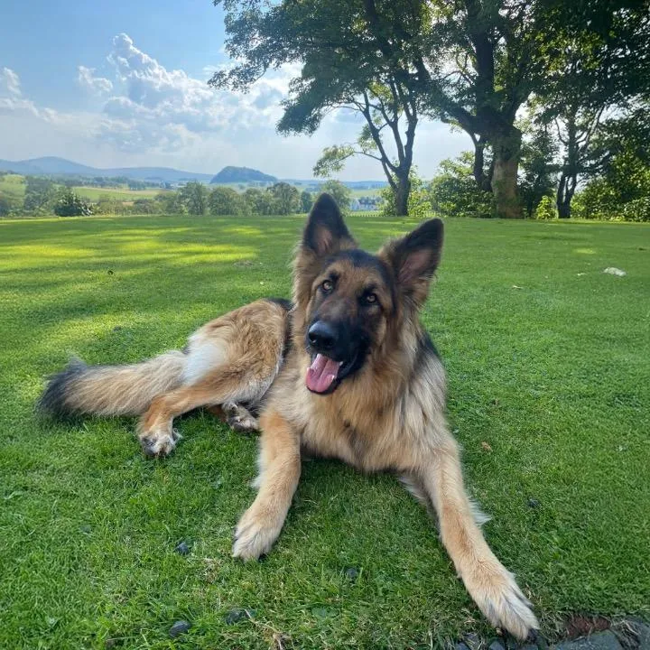 Loudounhill Country Bark