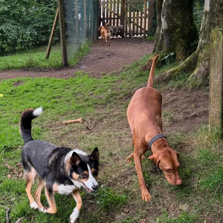 Loudounhill Country Bark