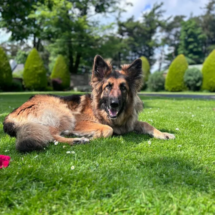 Loudounhill Country Bark