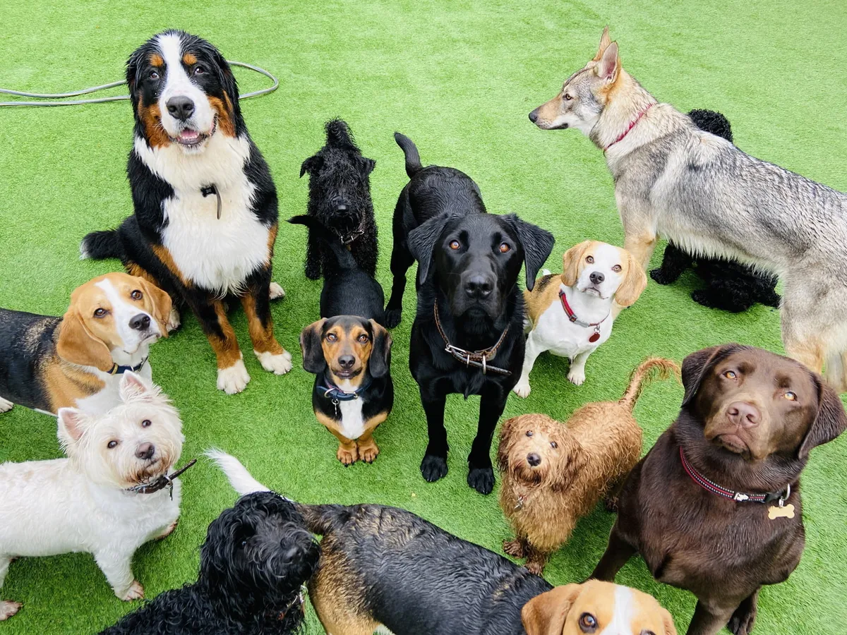 Liverpool Doggy Daycare, Liverpool - Photo 2 of 2