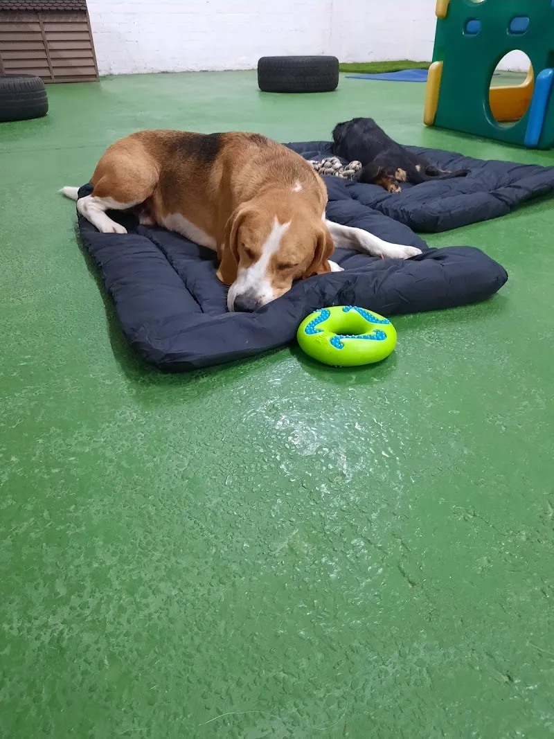 Liverpool Doggy Daycare
