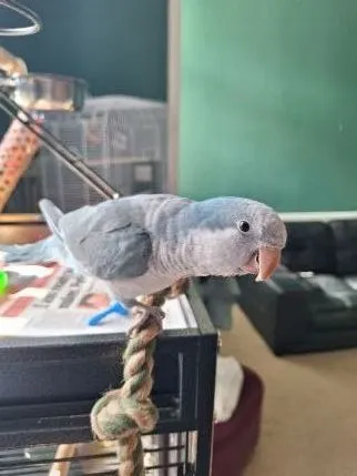 Lady Bee Hotel, Atherton