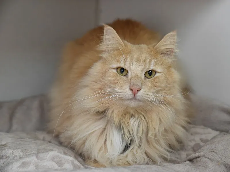 Lombard Tree Cattery