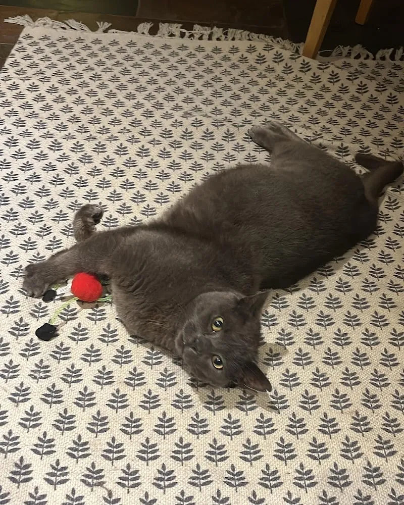 Lombard Tree Cattery