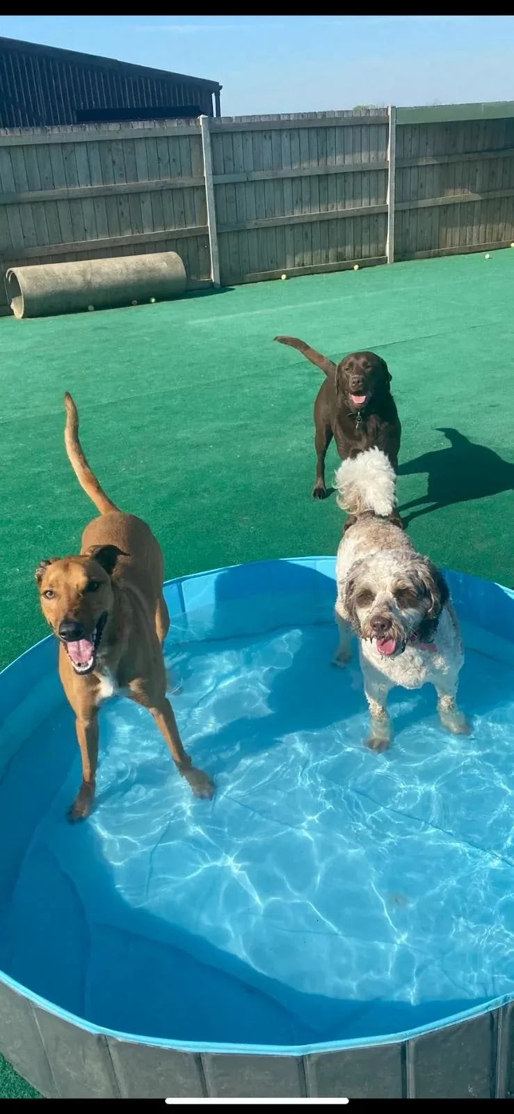 The Dog House Gilmorton