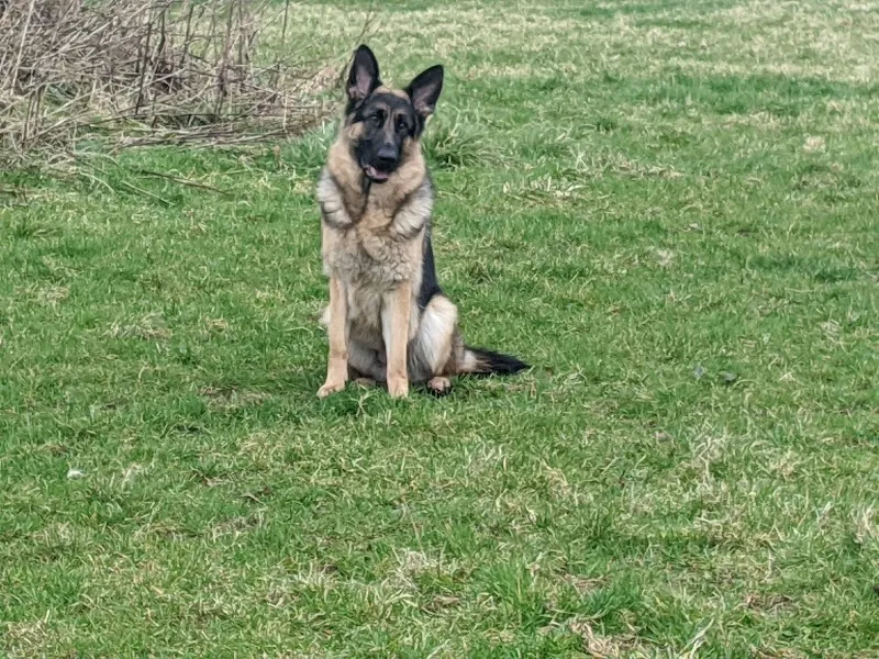 The Old Dairy Dog Hotel