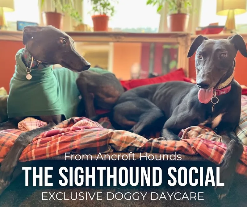 The Sighthound Social