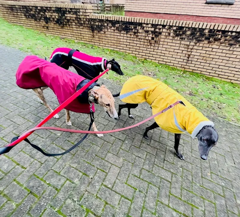 The Sighthound Social