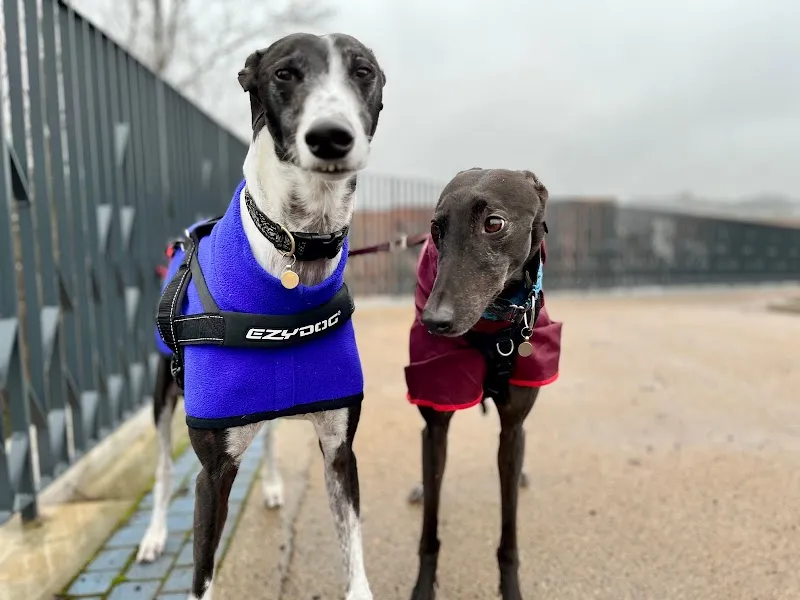 The Sighthound Social