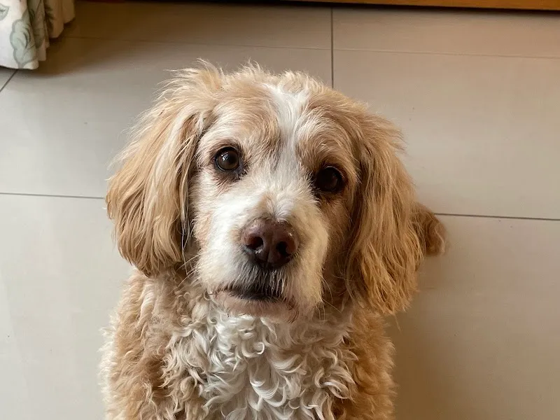 Alderminster Kennels & Cattery