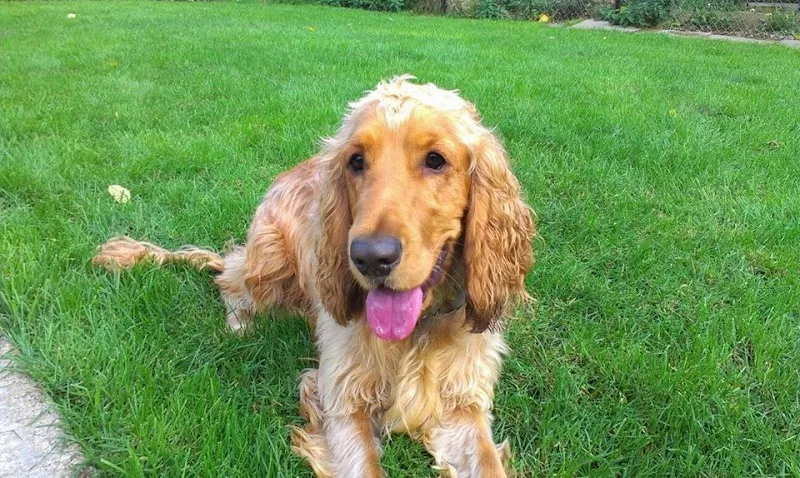 Alderminster Kennels & Cattery