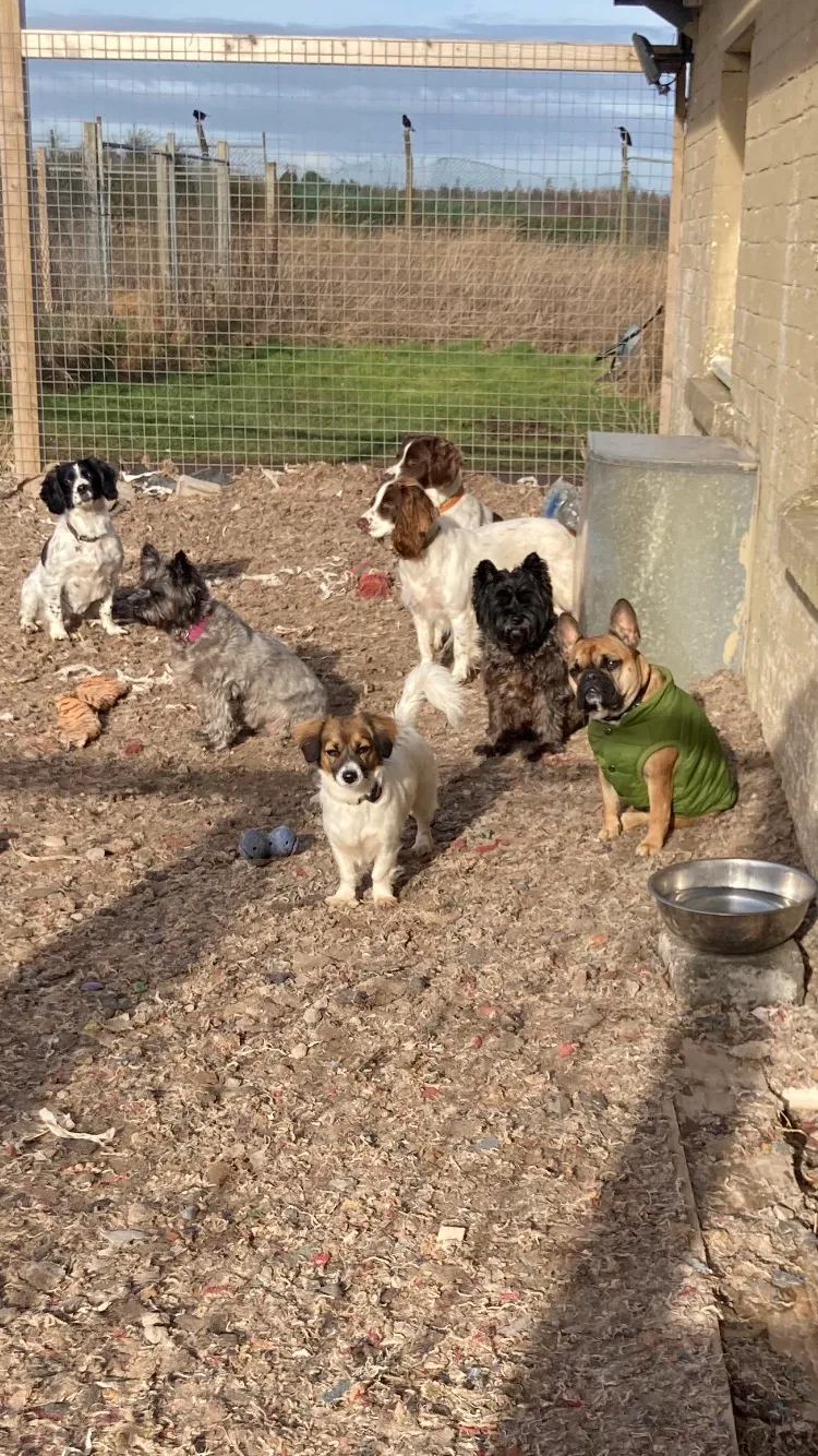Liberton doggy daycare