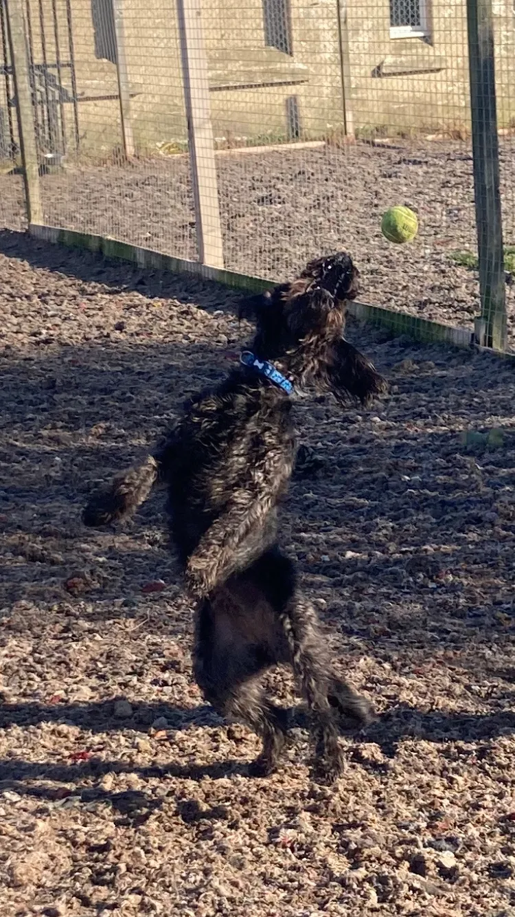 Liberton doggy daycare