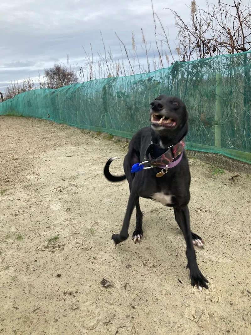 Liberton doggy daycare