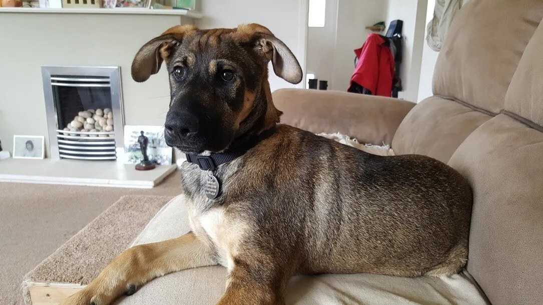 Paws Adored Daycare & Home Boarding, Salisbury - Photo 1 of 10