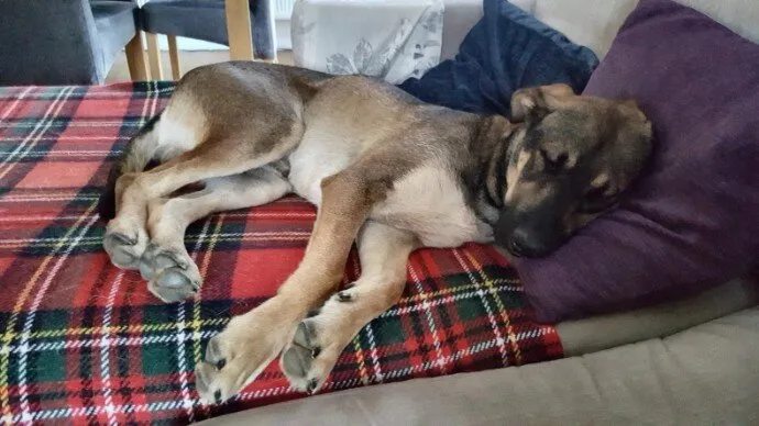 Paws Adored Daycare & Home Boarding, Salisbury - Photo 2 of 10