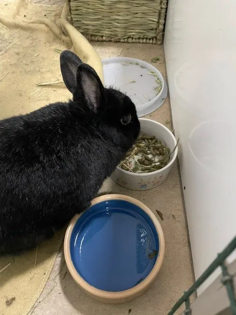 The Lodge Small Animal Hotel